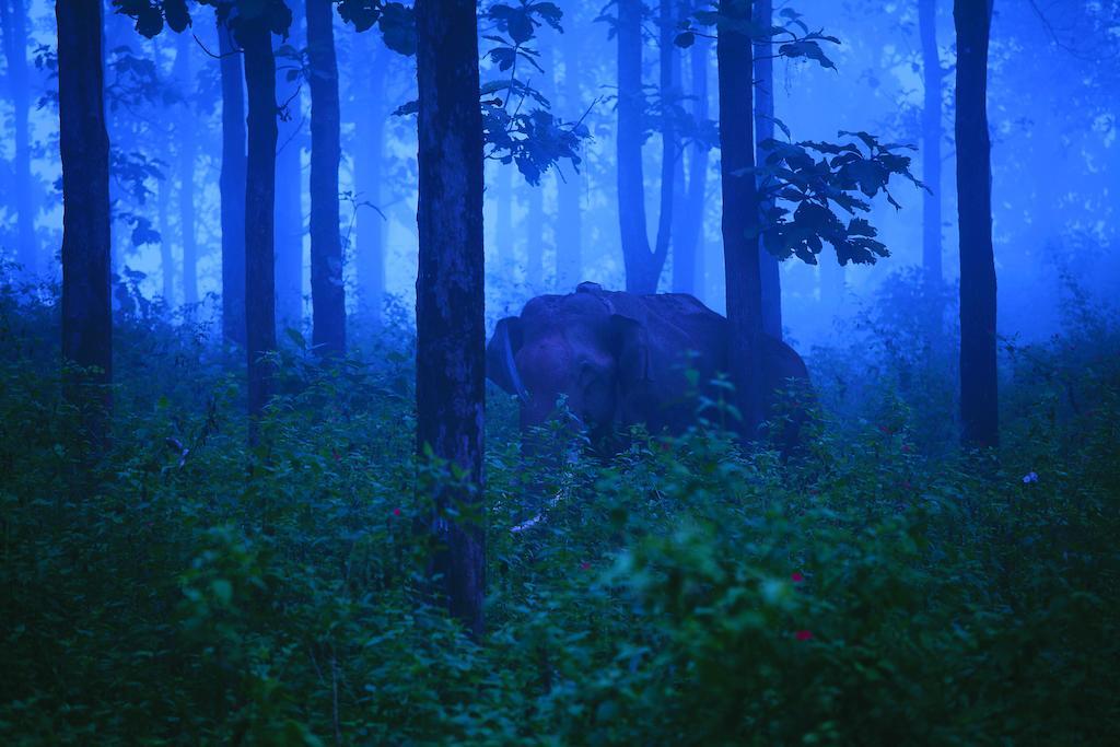 The Woods Resorts Wayanad Салтэн-Батери Экстерьер фото