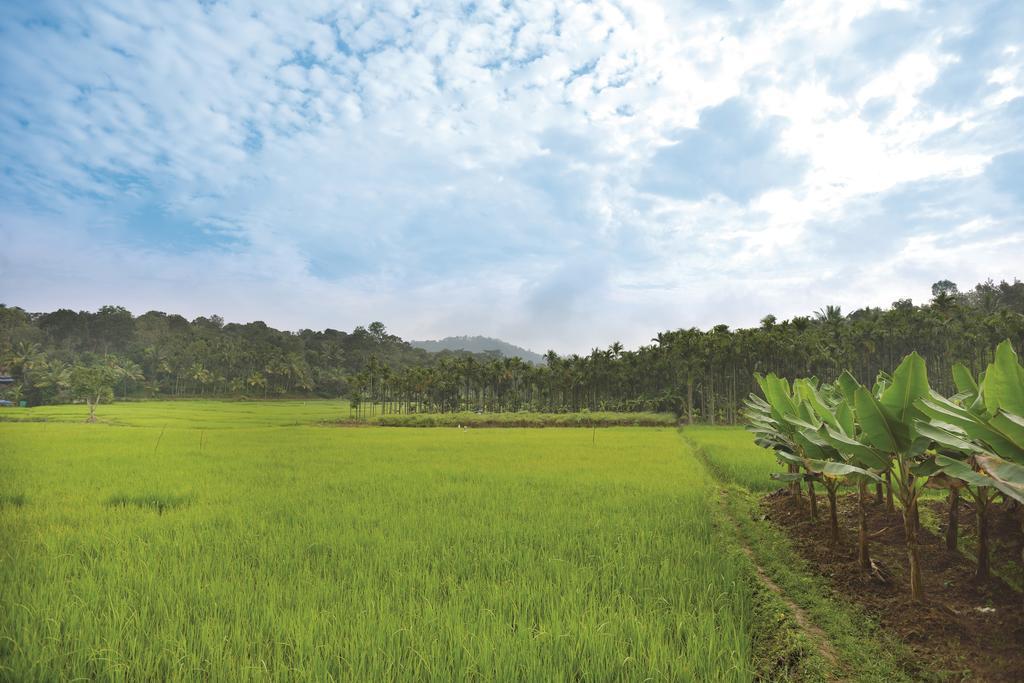 The Woods Resorts Wayanad Салтэн-Батери Экстерьер фото
